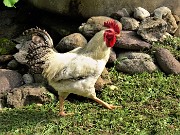 22 Un gran bel gallo salendo la stradetta per la chiesetta di Al Dero